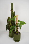 MOSS BUDDY Modular Moss Pole Starter Pack – Self-Watering Climbing Pole, 3D Printed in Muted Green & Beige